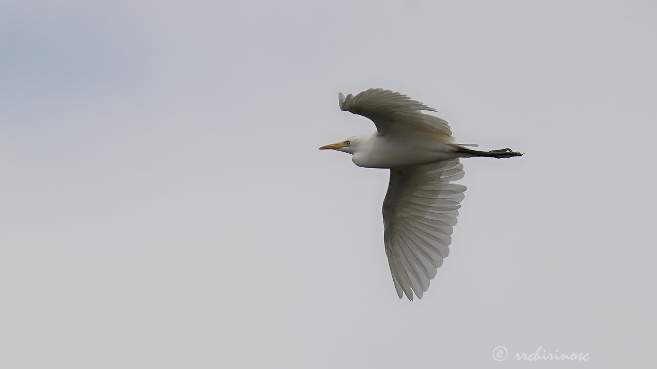 Cattle egret