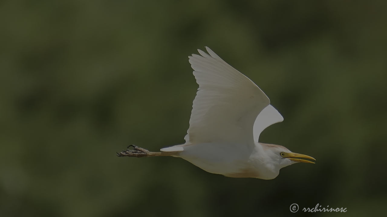 Cattle egret