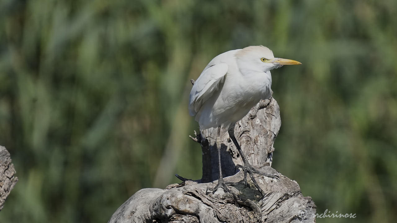 Cattle egret