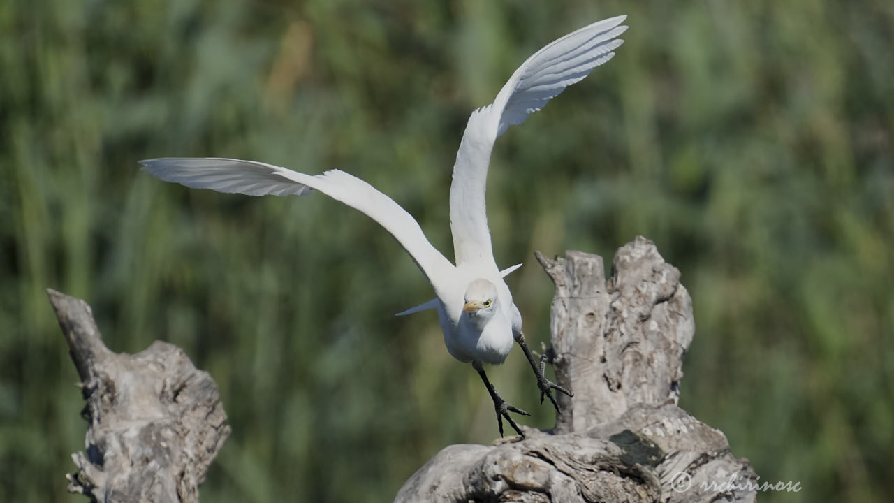 Cattle egret