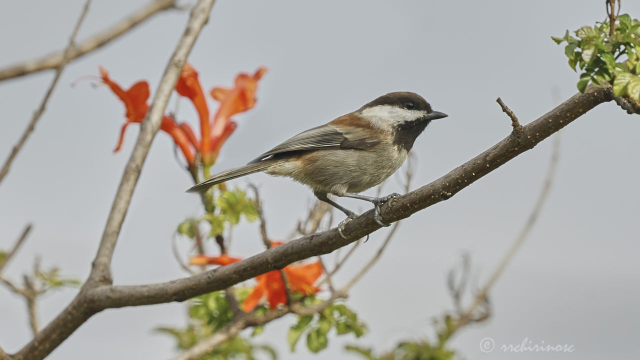 Chestnut-backed chickadee