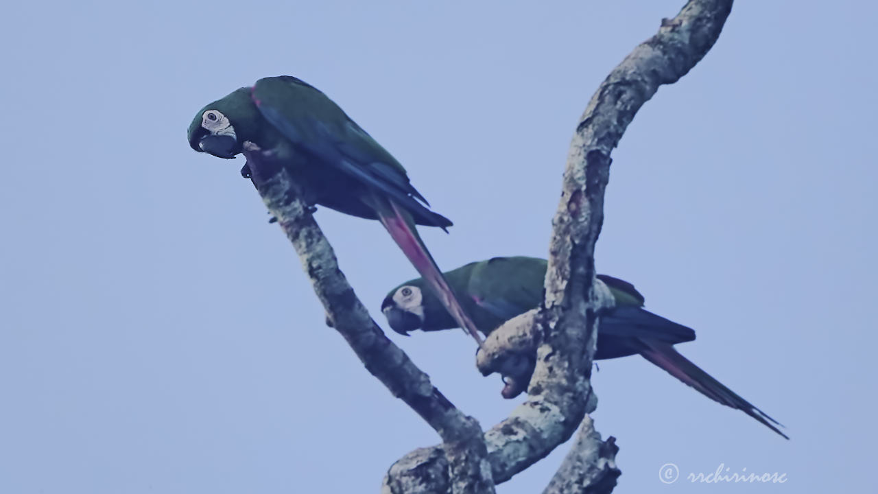 Chestnut-fronted macaw