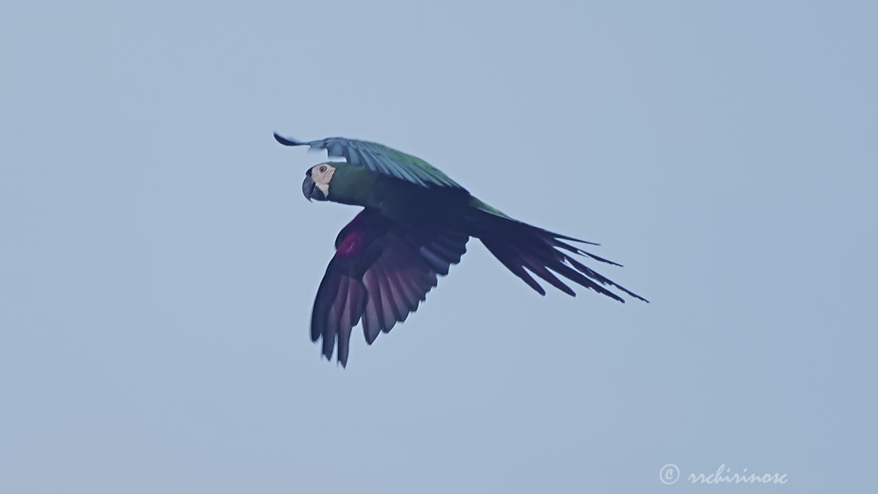 Chestnut-fronted macaw