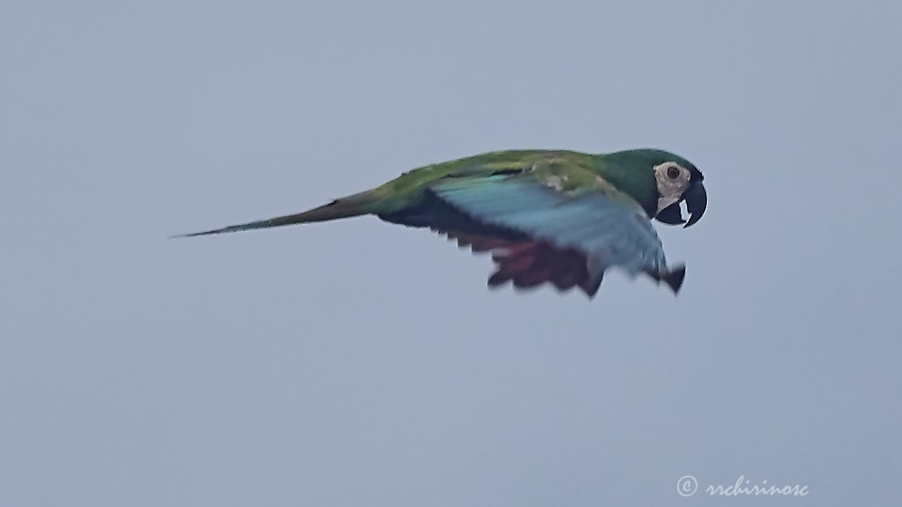 Chestnut-fronted macaw