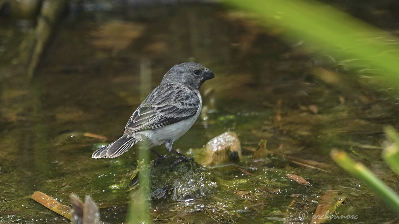 Chestnut-throated seedeater