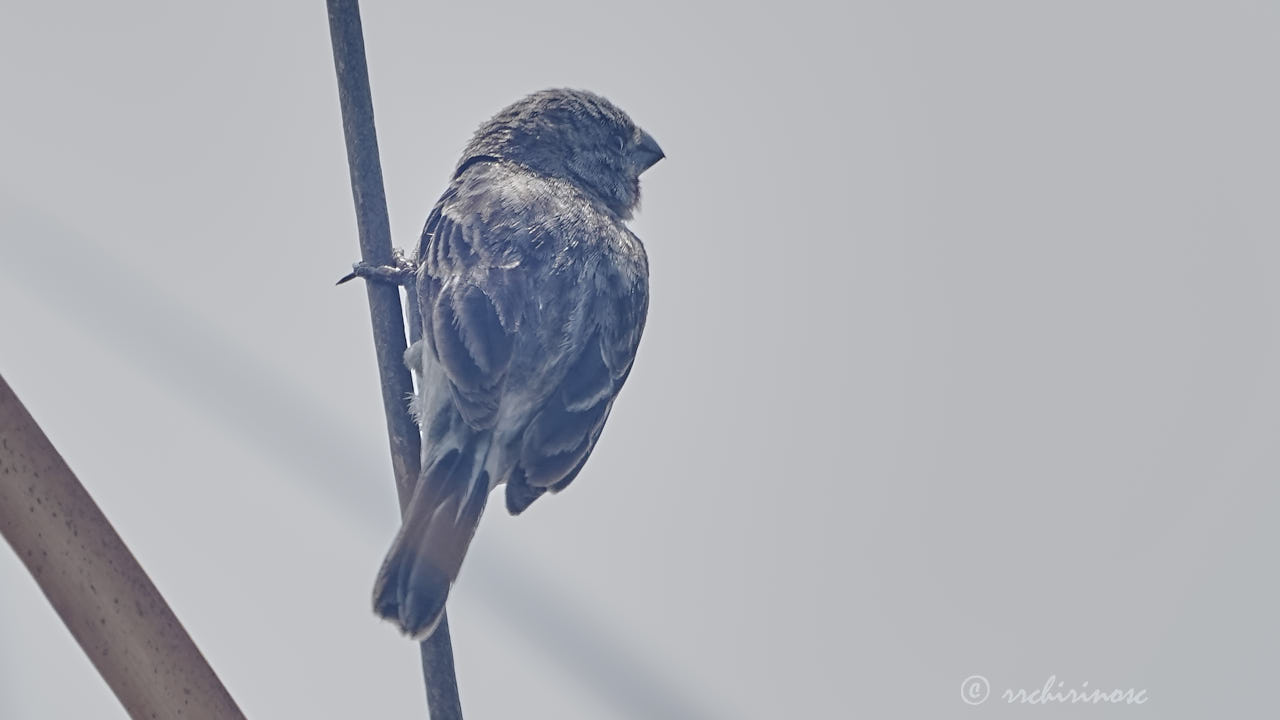 Chestnut-throated seedeater