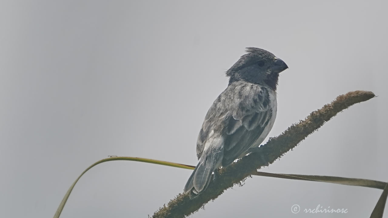 Chestnut-throated seedeater