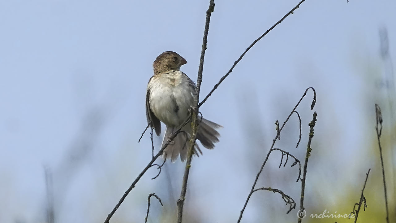 Chestnut-throated seedeater