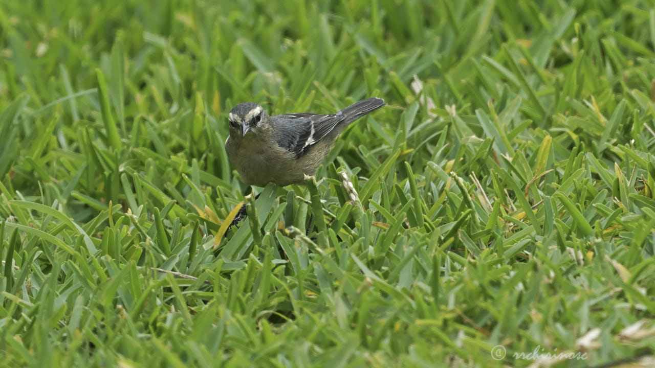 Cinereous conebill