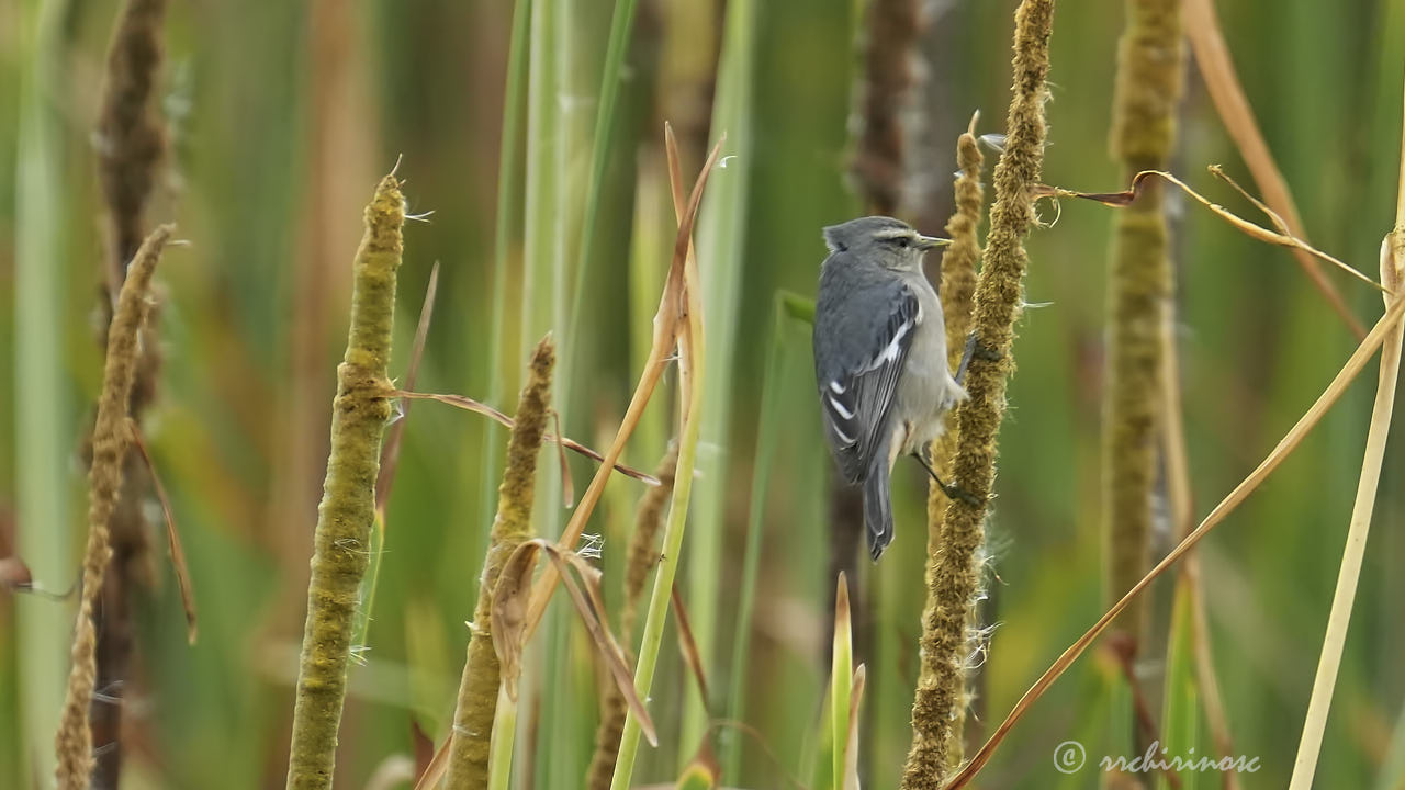 Cinereous conebill