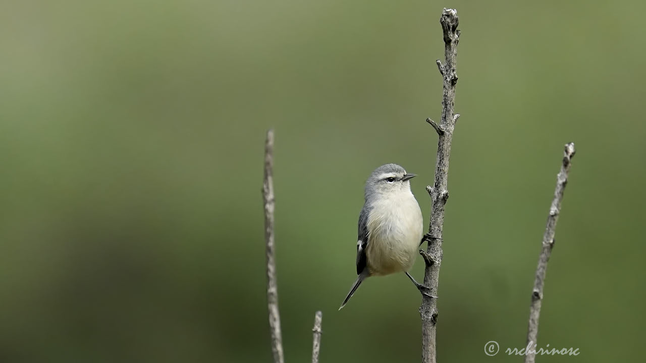 Cinereous conebill