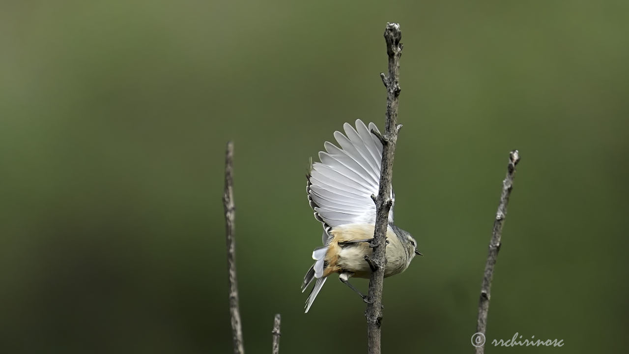 Cinereous conebill