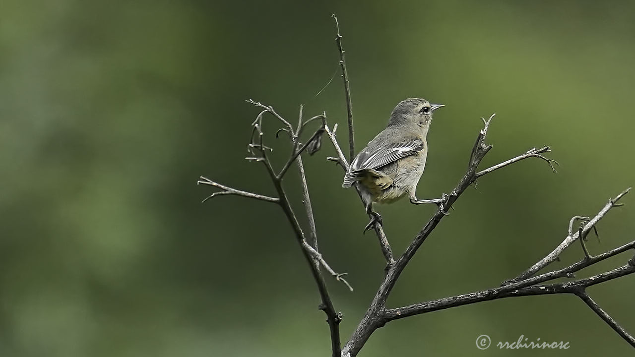 Cinereous conebill