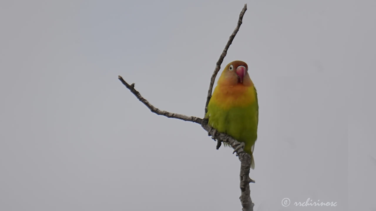 Fischer's lovebird