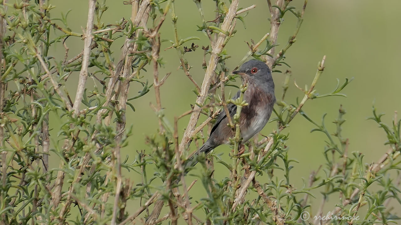 Dartford warbler