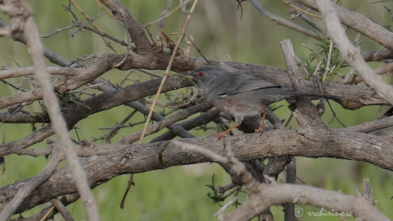 Dartford warbler