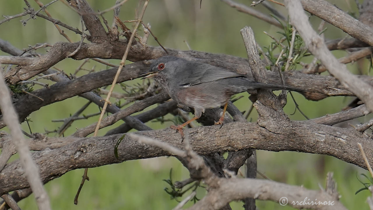 Dartford warbler