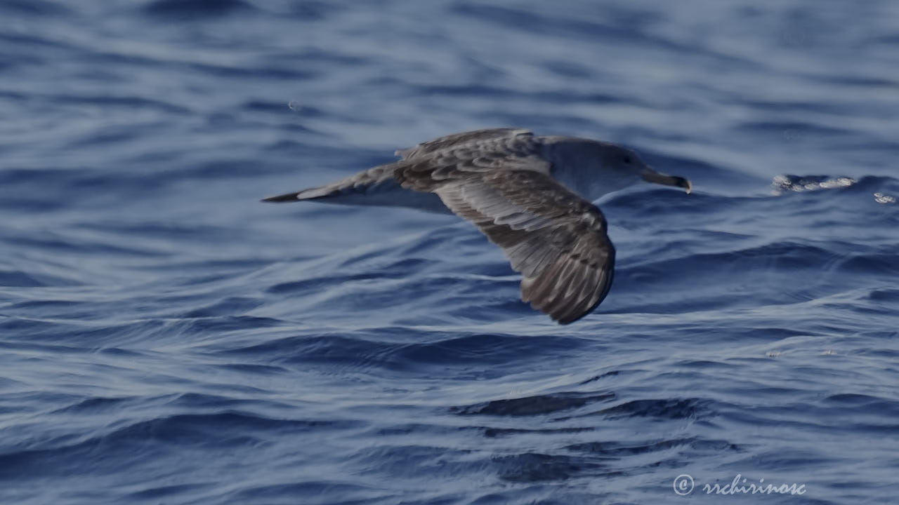 Scopoli's shearwater