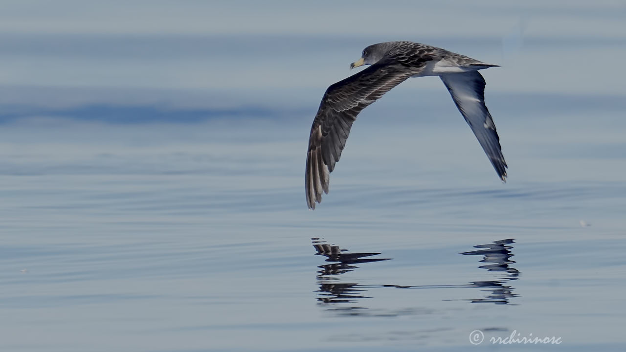 Scopoli's shearwater