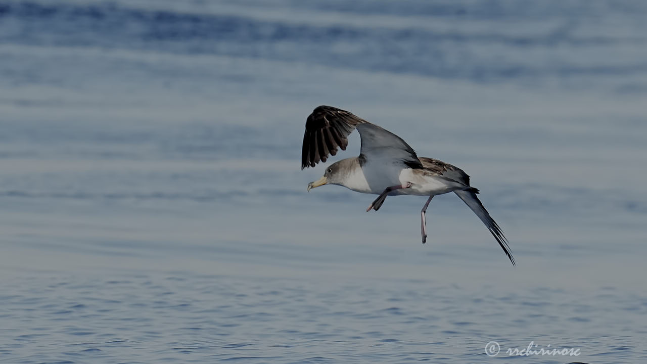 Scopoli's shearwater