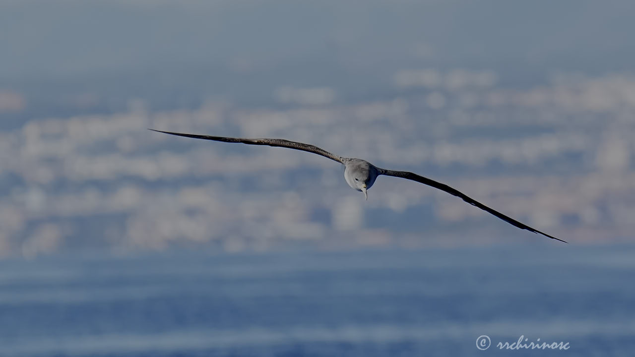 Scopoli's shearwater