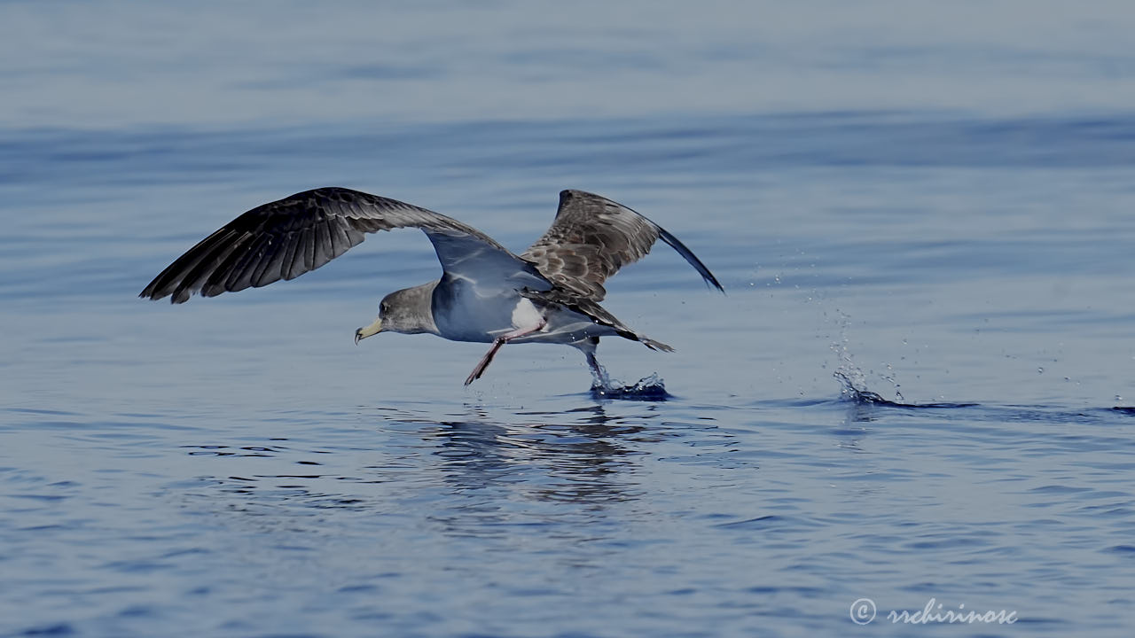 Scopoli's shearwater