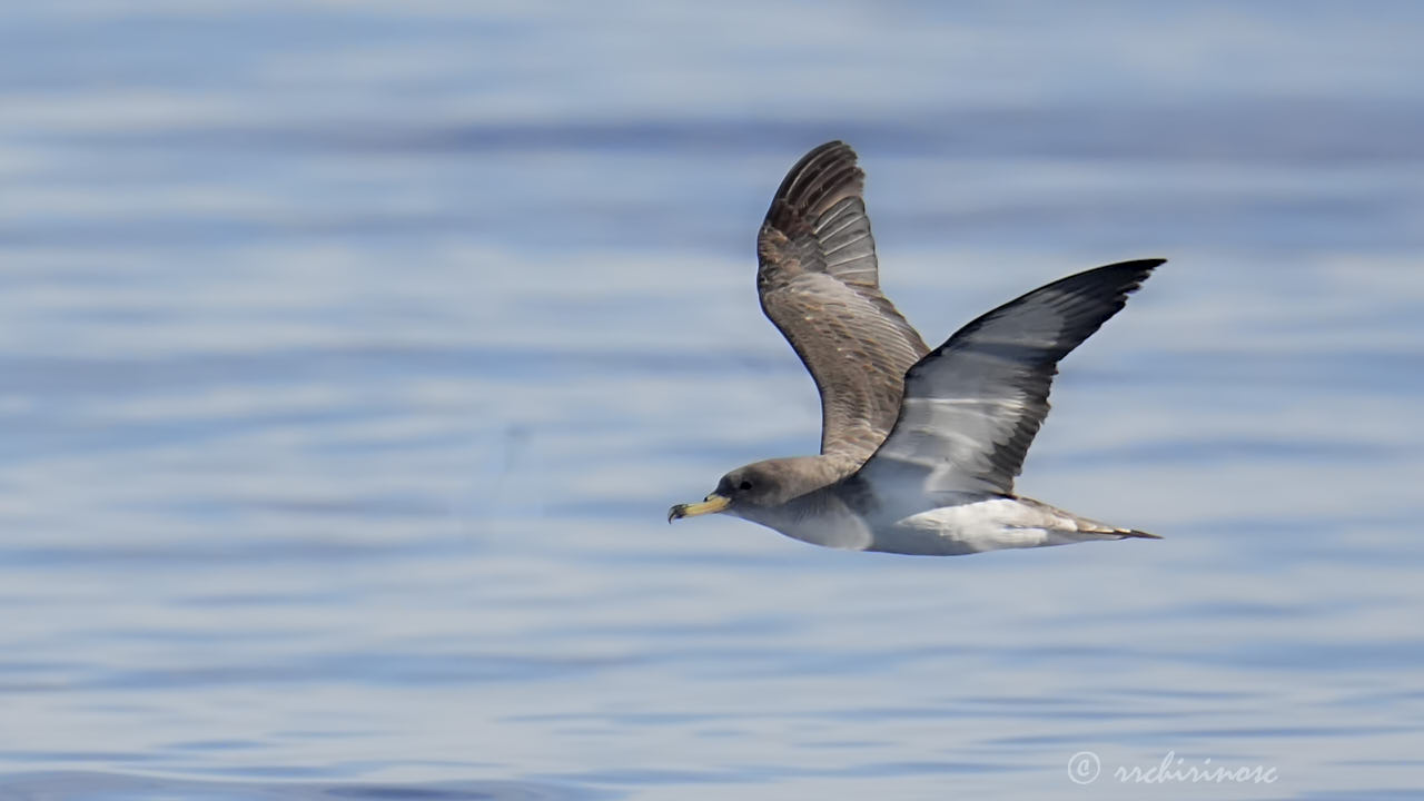 Cory's shearwater