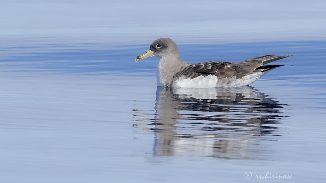 Cory's shearwater