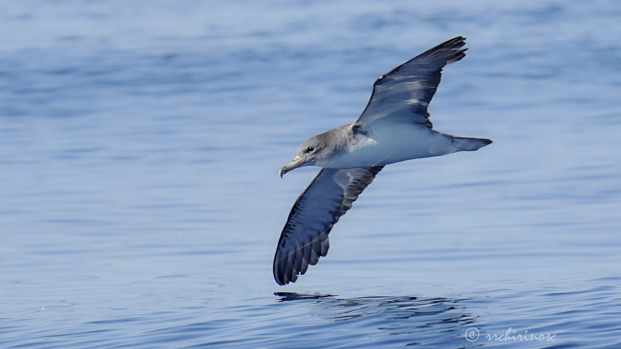 Cory's shearwater