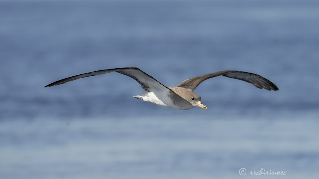 Cory's shearwater