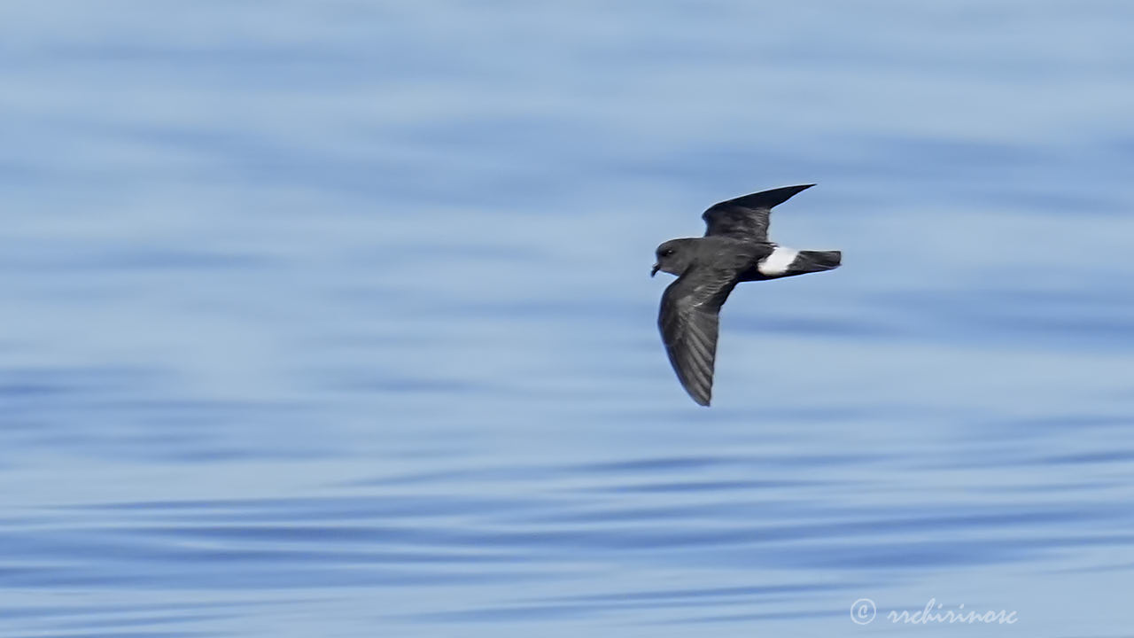 European storm petrel