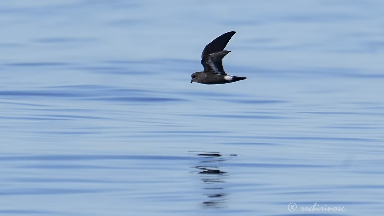 European storm petrel