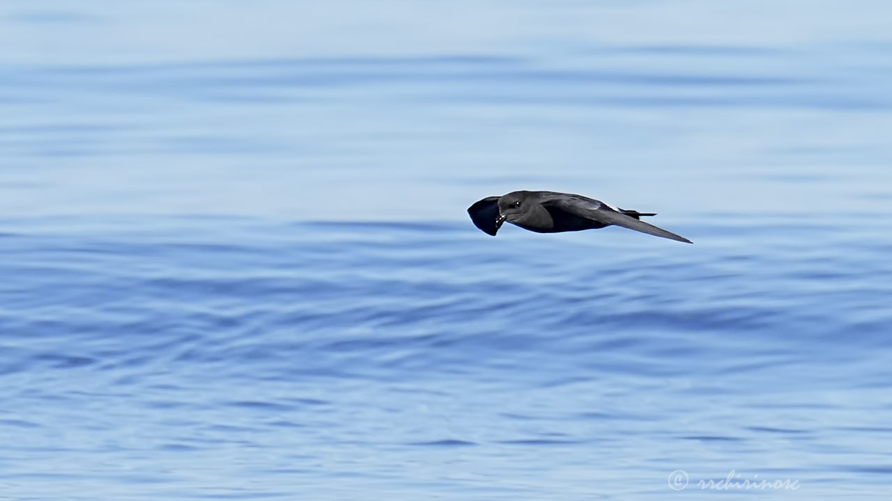 European storm petrel