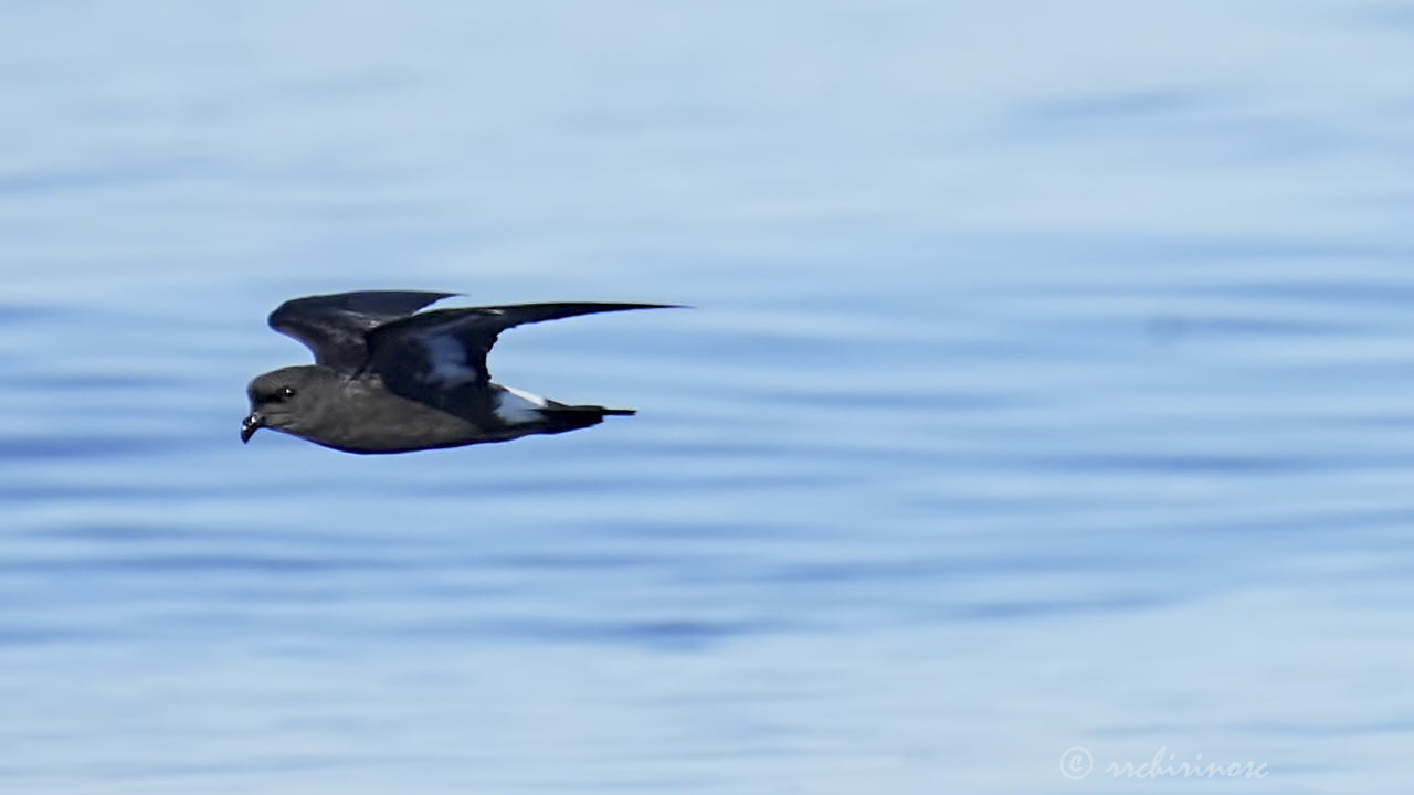European storm petrel