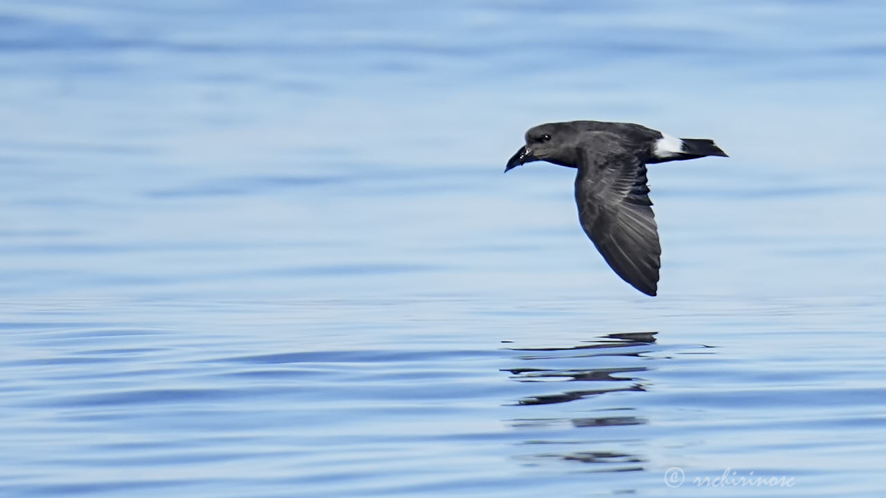 European storm petrel