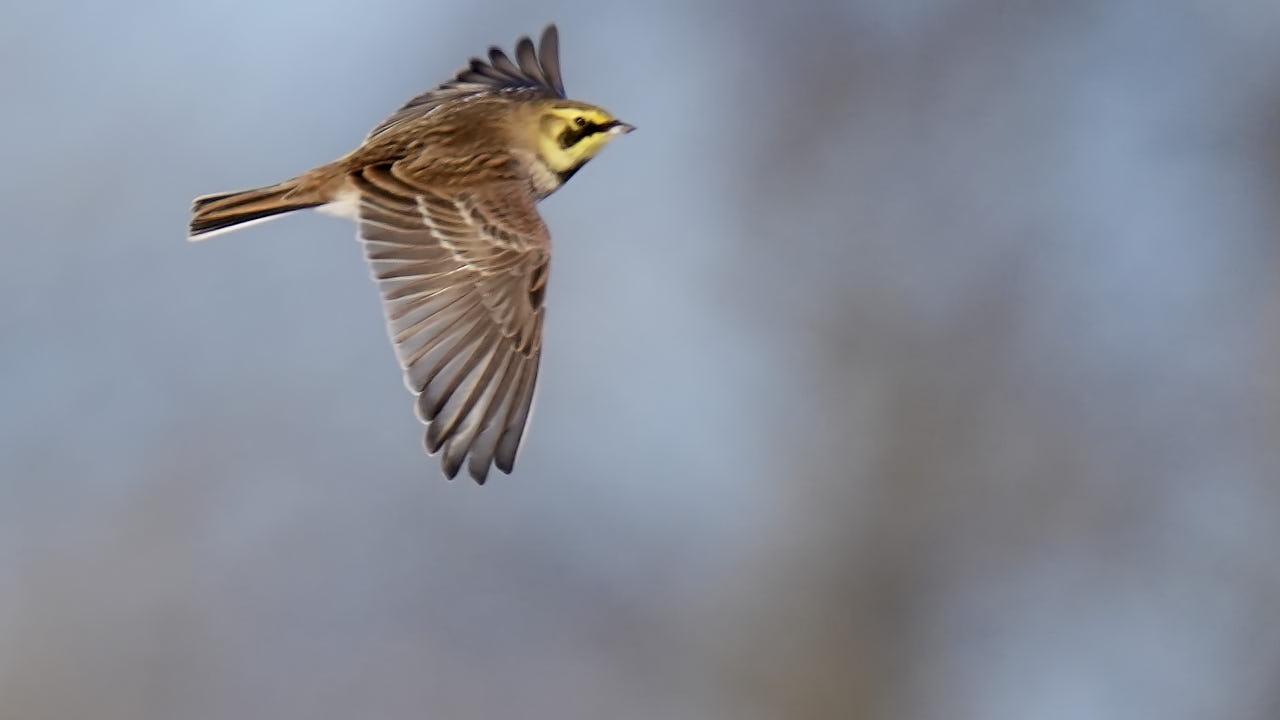 Horned lark