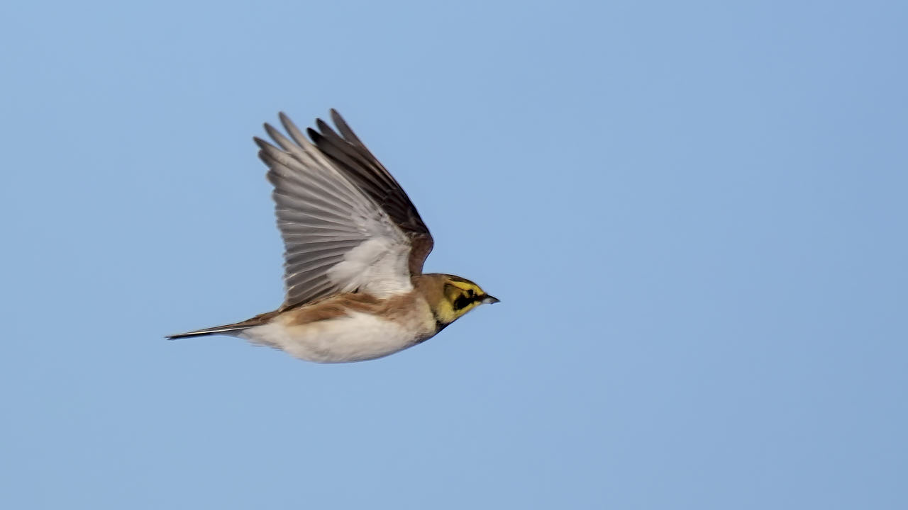 Horned lark