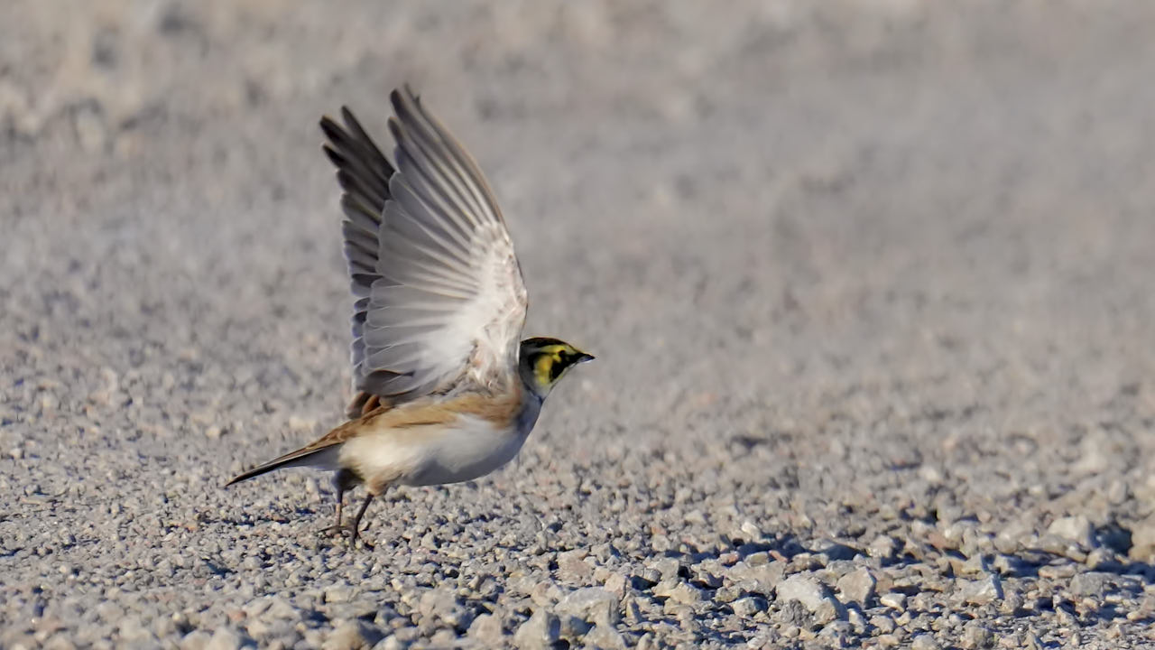Horned lark