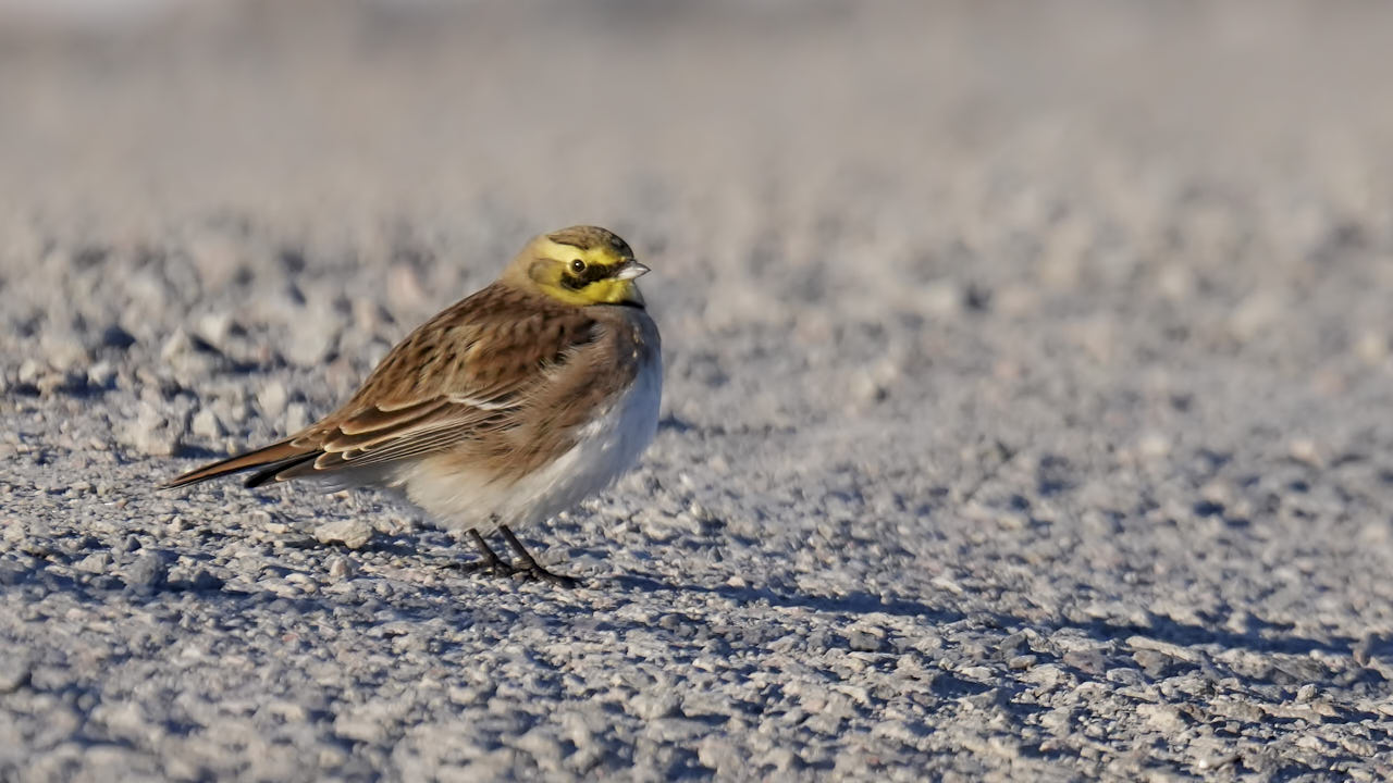 Horned lark