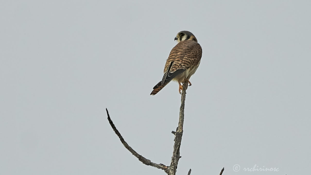 American kestrel