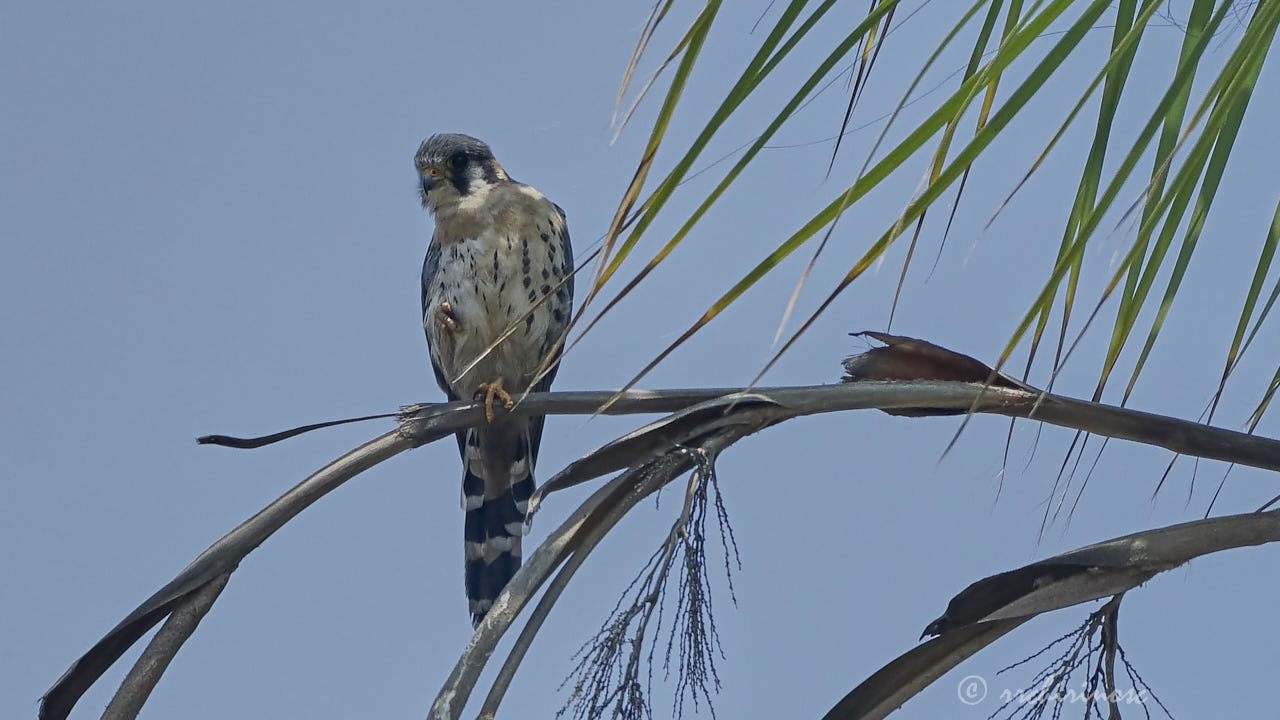 American kestrel