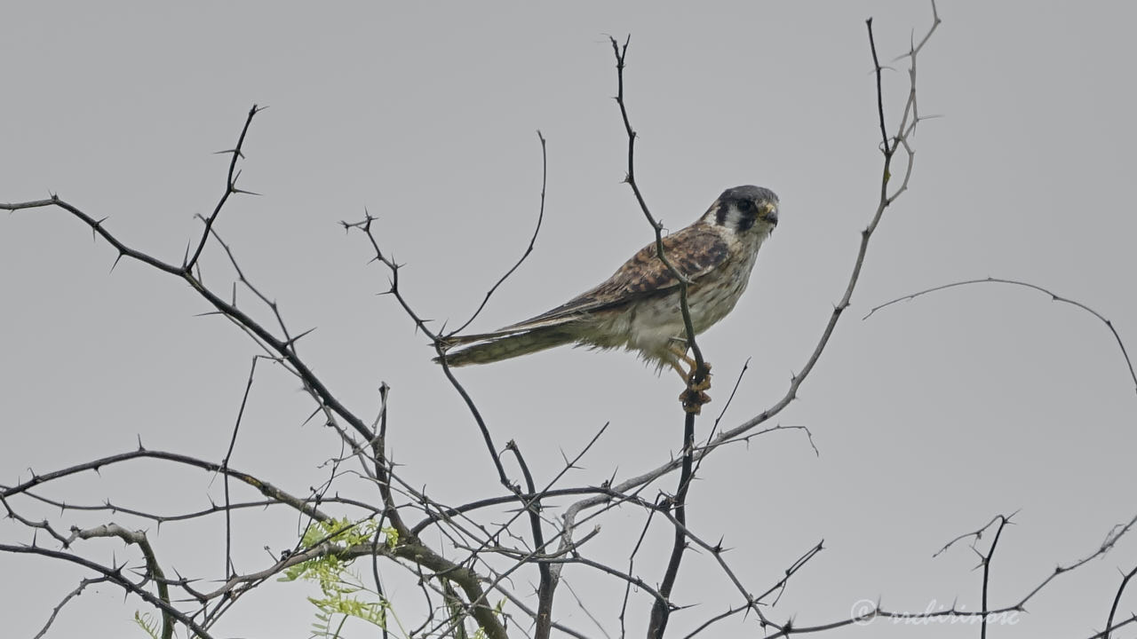 American kestrel