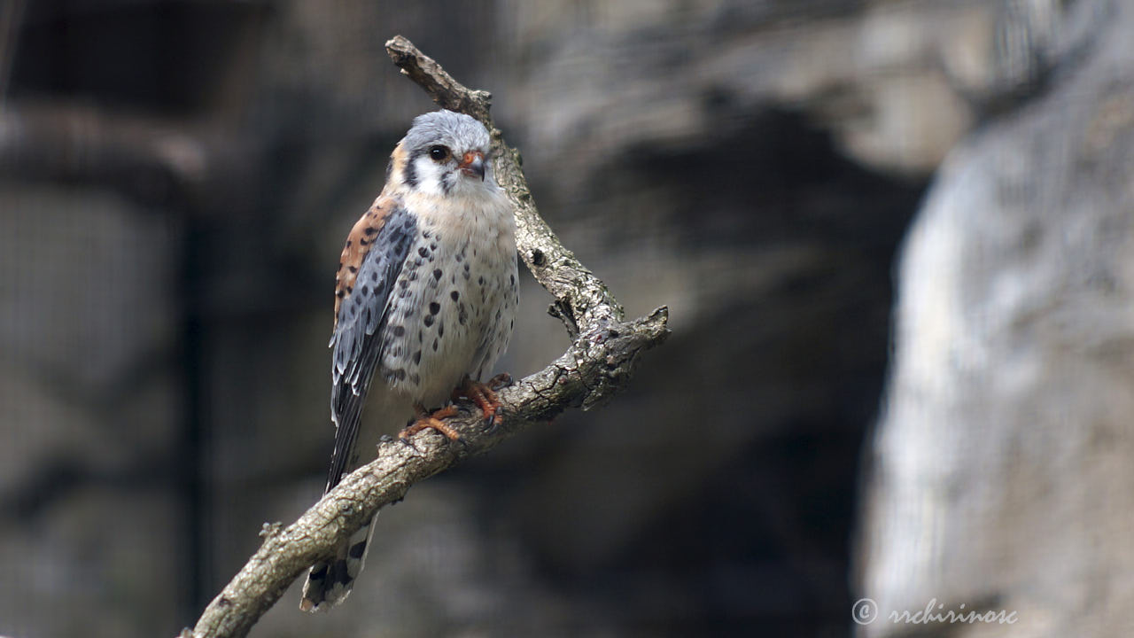 American kestrel