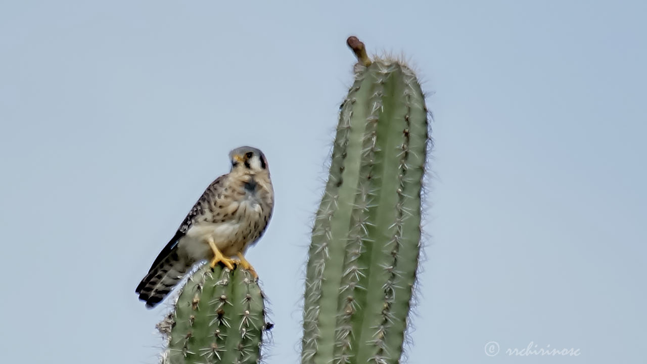 American kestrel