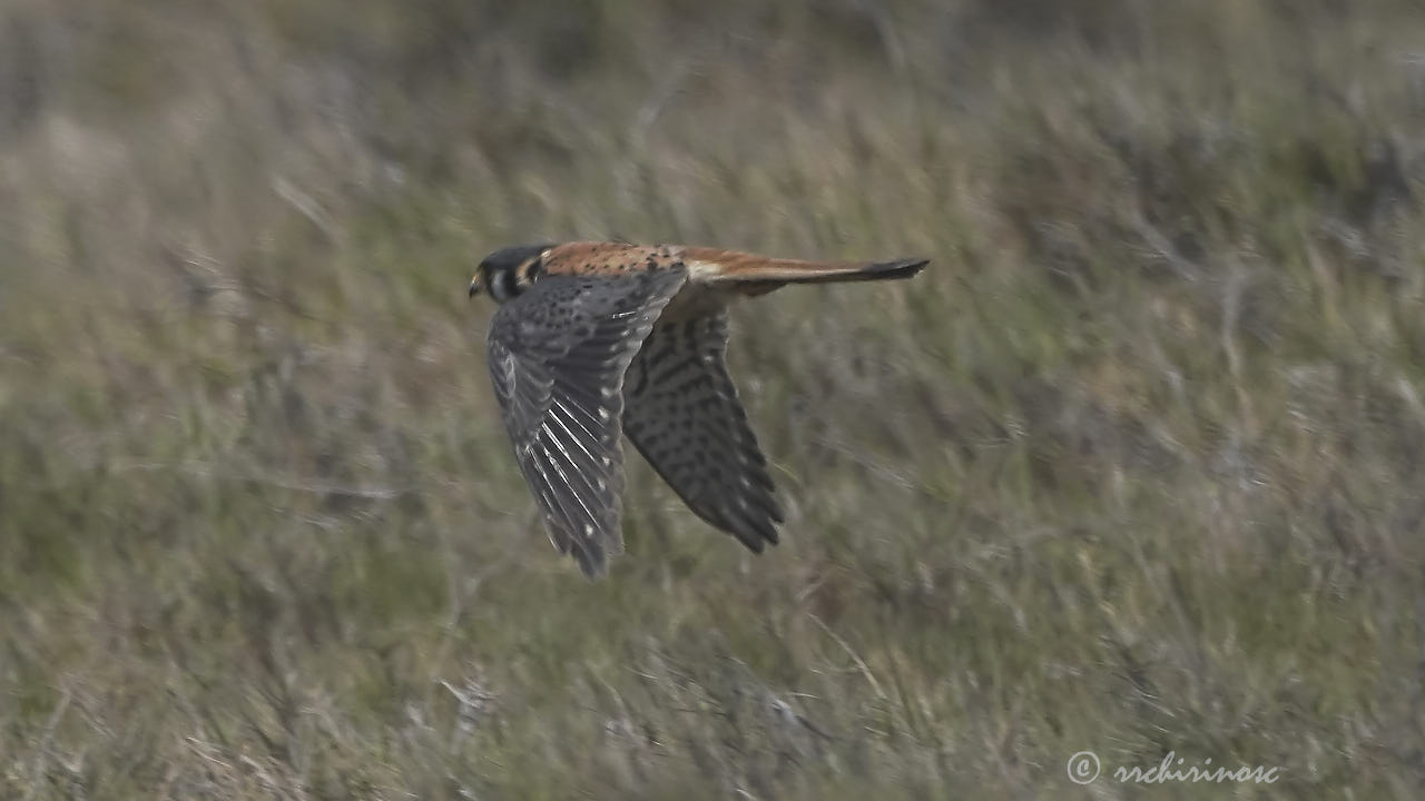 American kestrel