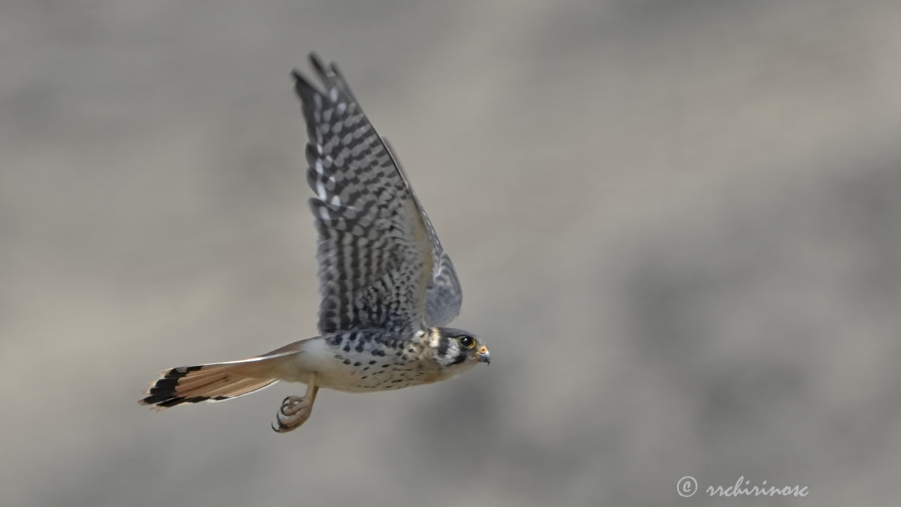 American kestrel