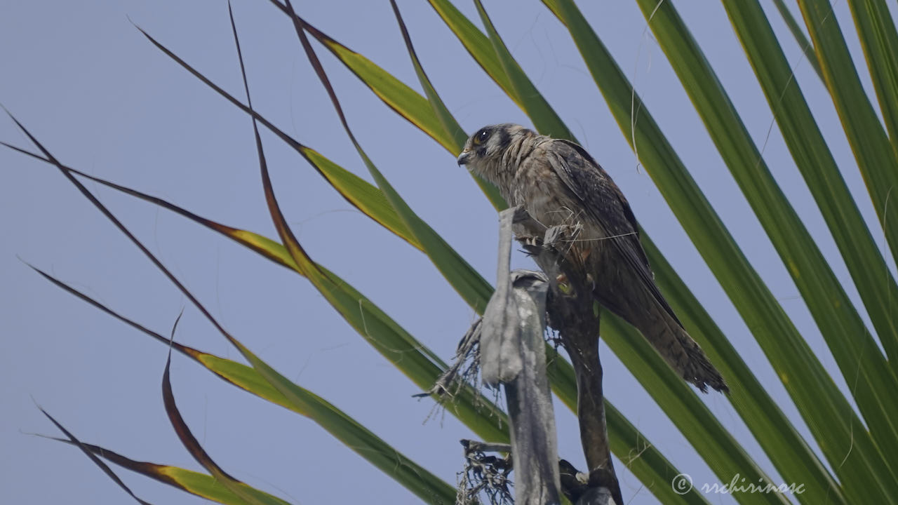 American kestrel