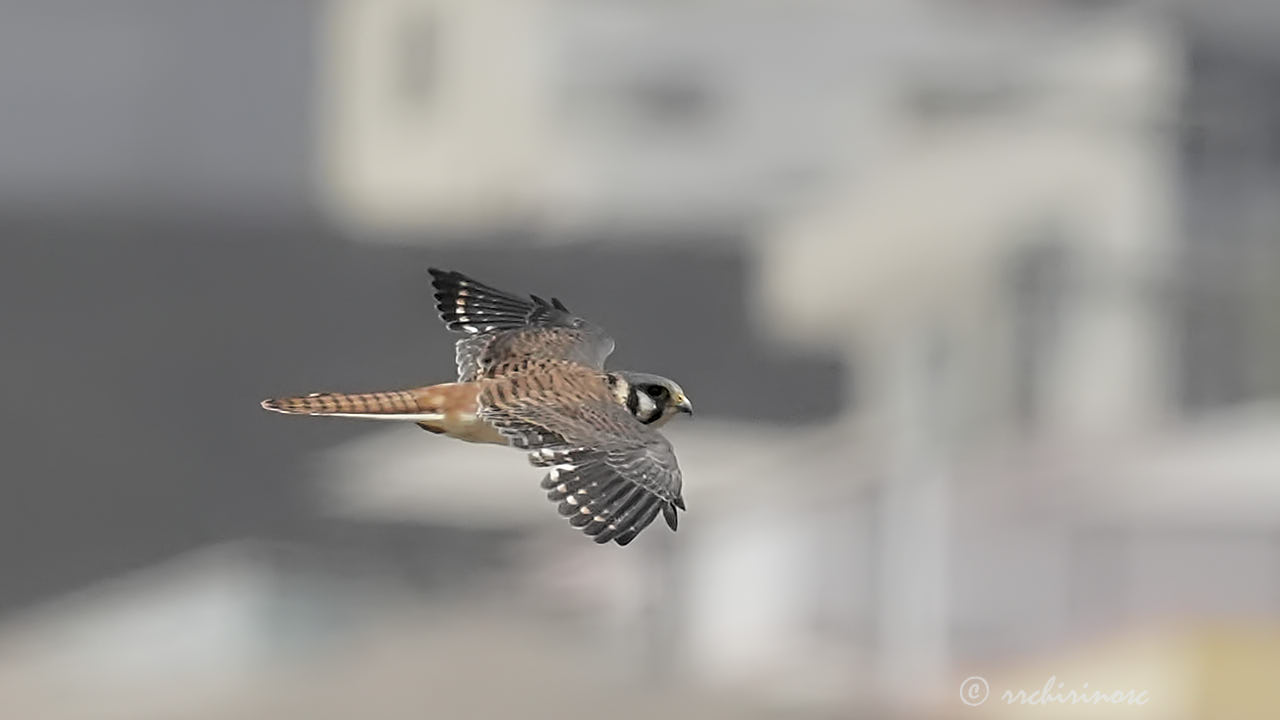 American kestrel