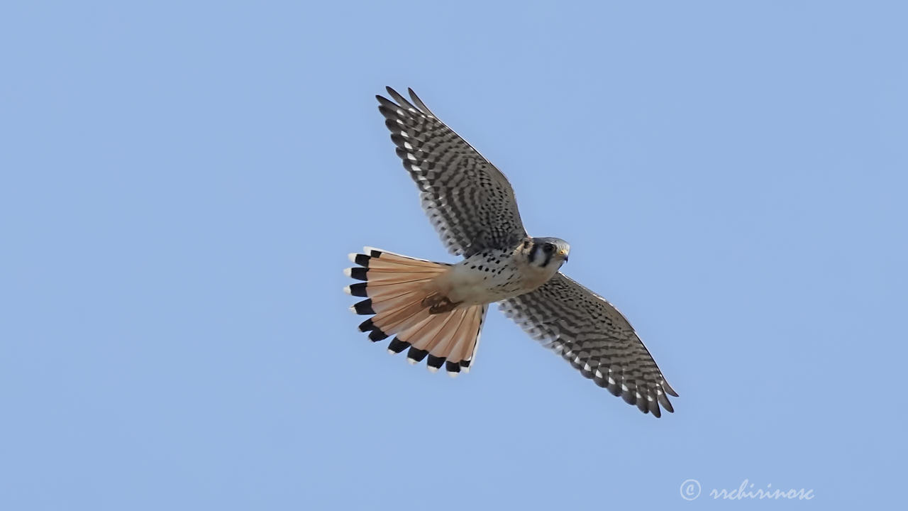 American kestrel