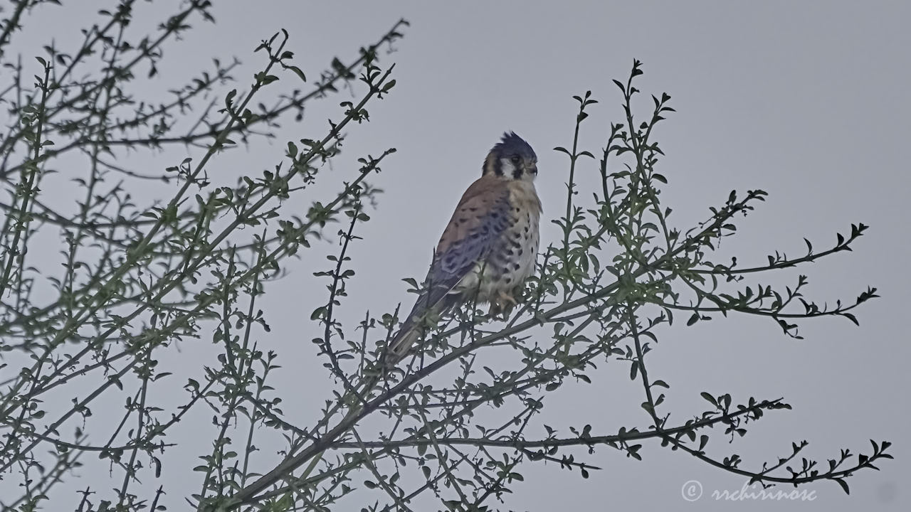 American kestrel